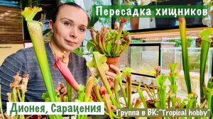 Хищные растения. Пересадка. Дионея. Сарацения🪴