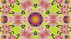 Весна! Очаровательные тюльпаны 8! Киностудия Мудрого Кота Тимофея!