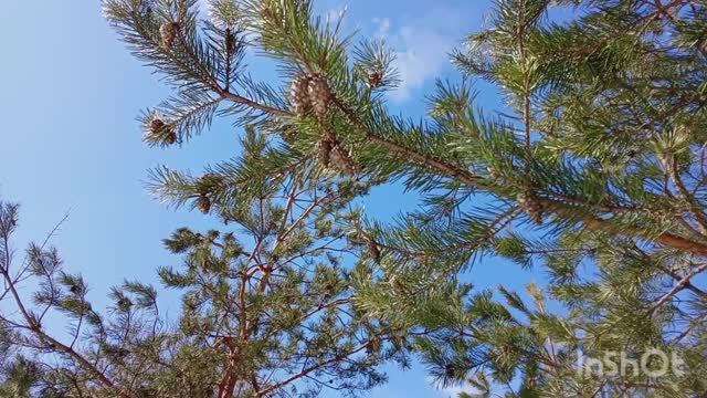 Сосновые шишки на семена