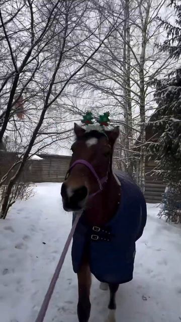 Моя  #equestrian #equestrianlife #конныйблог #конныйспорт #horse #конкур #конныймир #лошади