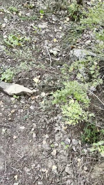 ПРОГУЛКА ПО ЛЕСУ.