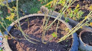 Опора для плетистой розы Фламентанц. Обрезка рамблеров.Май 2025.