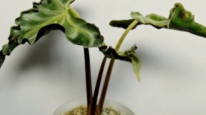 Алоказия ЛОКО и ее шикарные ЛОКОны