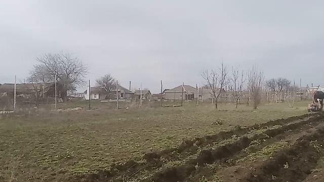 посадка бульбы