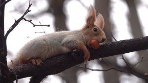 Уставшая белка. Зарисовка