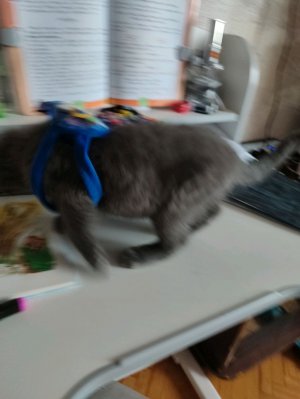 мир кис 🐱🐱🐱🐱