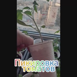 ПИКИРУЮ ТОМАТЫ ТАК И ВСЕ РАСТЕНИЯ ПРИЖИВАЮТСЯ 100 процентно