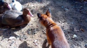 Тойтерьер против уток