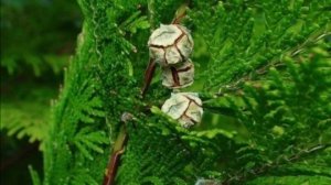 Обзор питомника на 1апреля