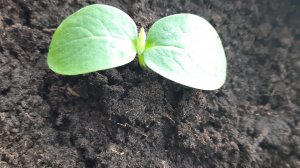 Про огурцы и вымученные  лайки