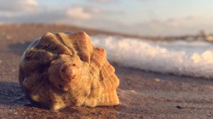 Не глотаю! Хруст для ушей. Релакс.