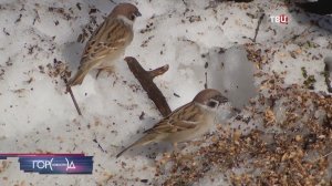 В Москве набирает популярность экологическое волонтерство