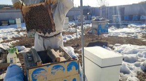 Пересобираю сильные семьи с зимнего на летний режим