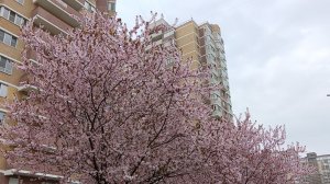 ГОТОВИМ🌸 ВЯЖЕМ