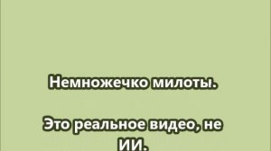 Непрошибаемый тандем   - какая милота