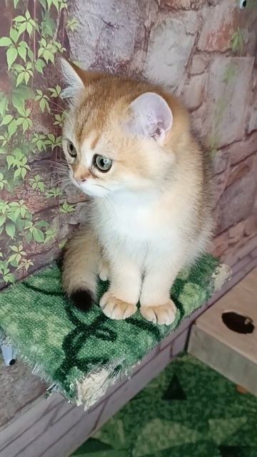 Котенок Самурай  Доступен для заказа