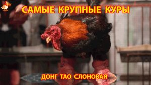 Самые крупные куры Донг Тао Слоновая