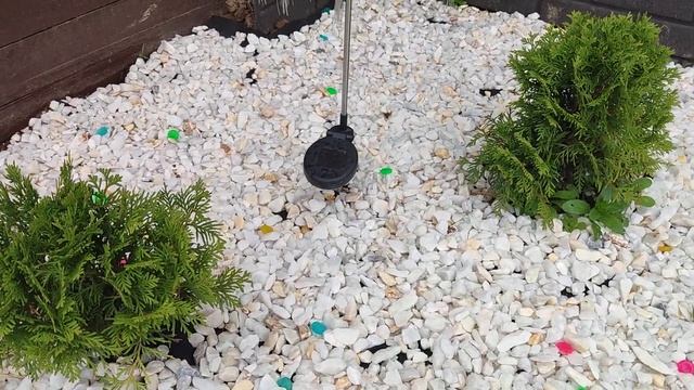 Красивая хвойная клумба своими руками