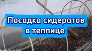 Улучшение структуры почвы: посадка сидератов и другие полезные советы для огородников