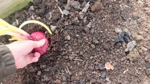 Лук на семена( не повторять☝️)