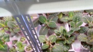 обзор на все мои глоксинии 🤗🧚♂🙏красота лепота