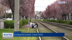 Опасное цветение: краснодарцы начали выходить на трамвайные пути ради фото