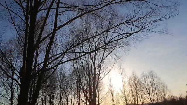 Скворцы поют активно, громко, позитивно!!!