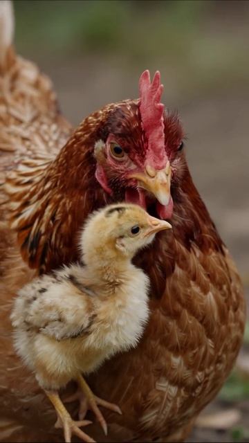 Мама-курица и её птенец: нежные моменты #курицы #птенцы #ферма