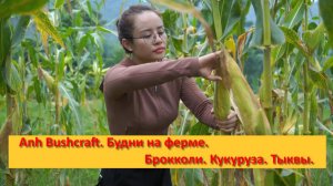 Anh Bushcraft. Будни на ферме .Брокколи.Кукуруза. Тыквы.