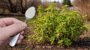 Кормлю кусты СМОРОДИНЫ этим в апреле и мае, потом ягоды крупные и урожай 500кг с куста каждый год!