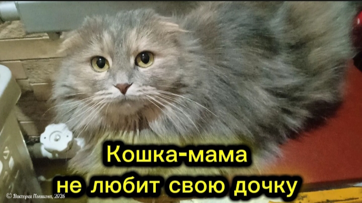 Мама кошка не любит свою дочку