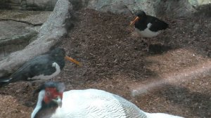 ПТИЦЫ.Видео Татьяны Крестьянсковой