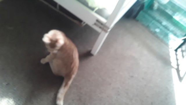 омон играет