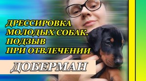 Дрессировка доберманов в питомнике. Молодые собаки Lord Svarog. Москва-Подольск-Калуга.