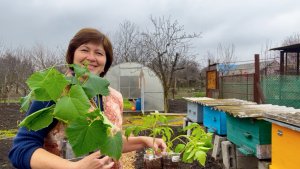 Жизнь среди растений: длинный рабочий день | Редиску на стол, томаты в теплицу