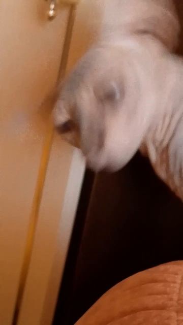 Моя кошка(2 Часть)