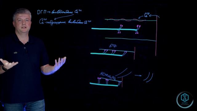 Сокращение мышц.  Участие АТФ в мышечном сокращении и о дополнительных факторах.