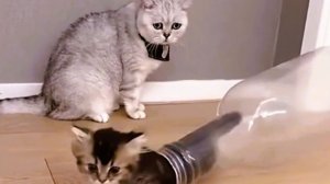 Такие забавные кошки