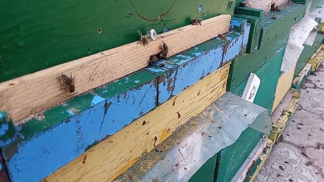 1 апреля 2026 года первая пыльца идет в ульи