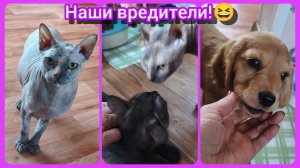 Вредители!🤷А я их кормлю😳Часть 1