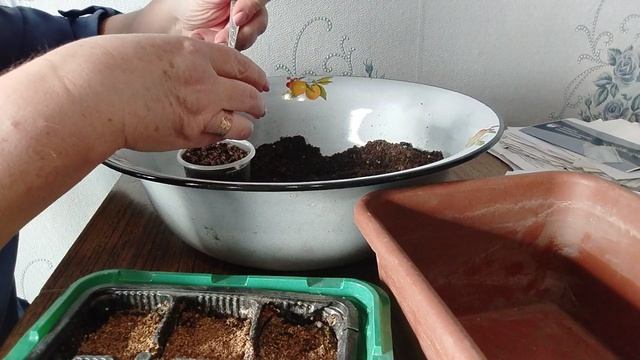 Садово-огородная сага. Земляника садовая крупноплодная из семян.