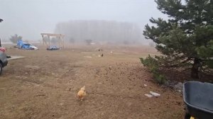 Сельчанка в Америке / СКОРО БУДЕТ ПРИЯТНАЯ НОВОСТЬ ДЛЯ ВСЕХ