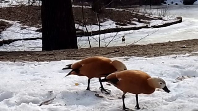Зарисовка  из жизни уток. Апрель, Москва, Царицыно