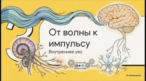 Биология 9 класс параграф 45 Слуховой анализатор конспект