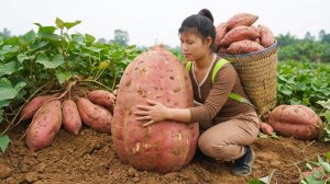 Собираем более 1000 кг гигантского батата на поле, везём на продажу, готовим пирог из батата