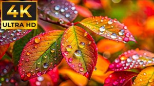 ВЗРЫВНЫЕ ЦВЕТА И ПЕЙЗАЖИ В 4К