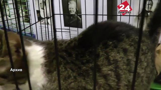 И дом найдут, и от бешенства привьют смотреть онлайн