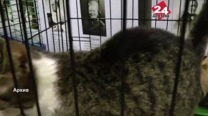 И дом найдут, и от бешенства привьют