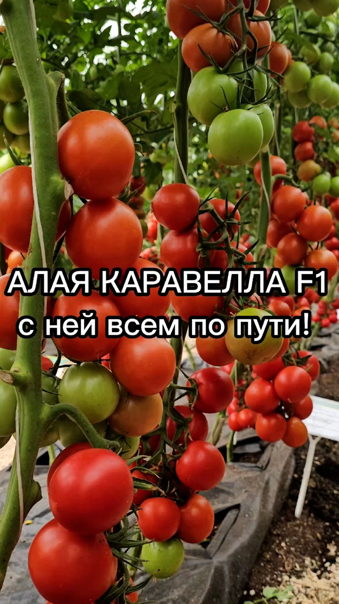 Идеальный томат для НОВИЧКОВ! Очень неприхотливый.