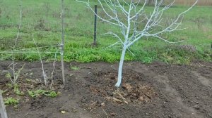 1 апреля дождливо. Выношу землю из комнаты